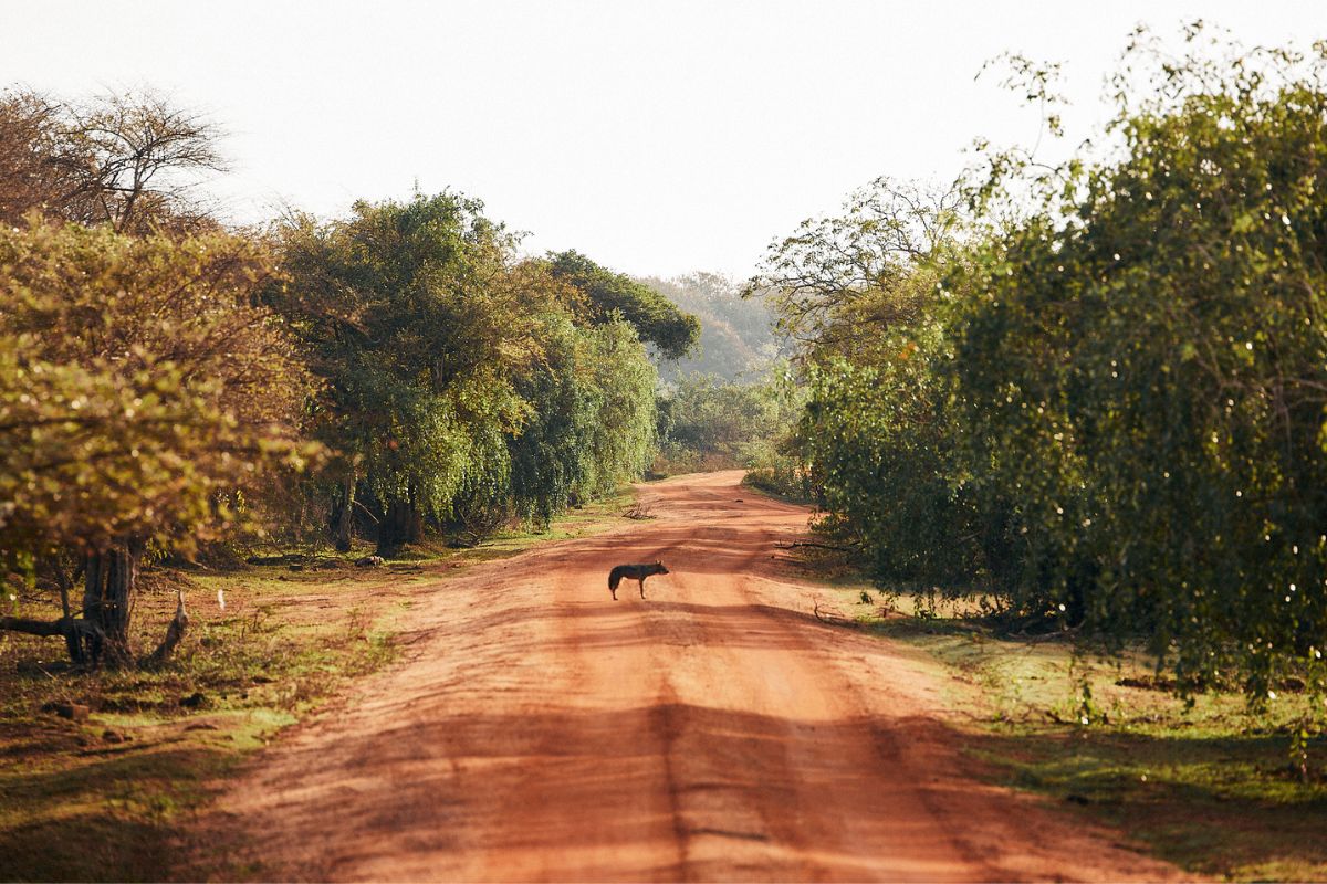 What to Expect on a Game Drive