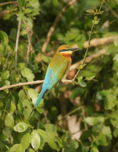 Blue-Tailed-Bee-Eater-233x300-1