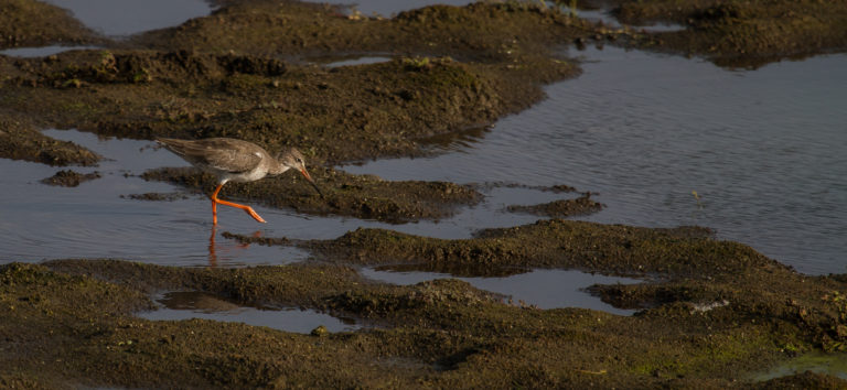 Common Redshank Keith