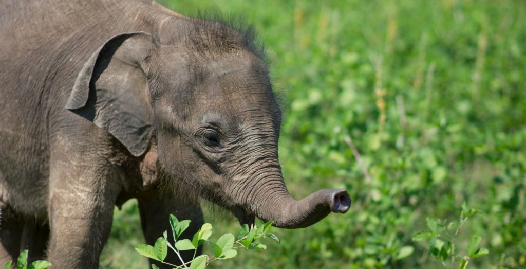baby elephant
