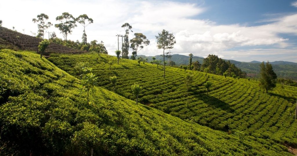 Smitten with Sri Lanka