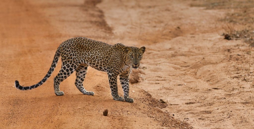 Smitten with Sri Lanka