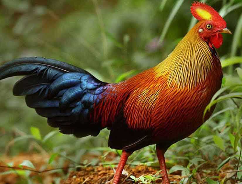 sri lankan junglefowl