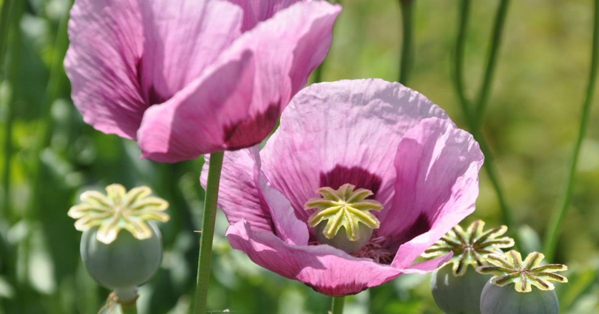Tea and Opium Liquid