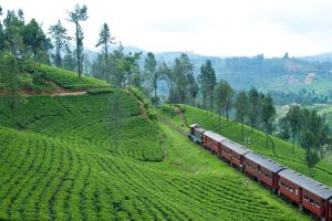 Tea Trails