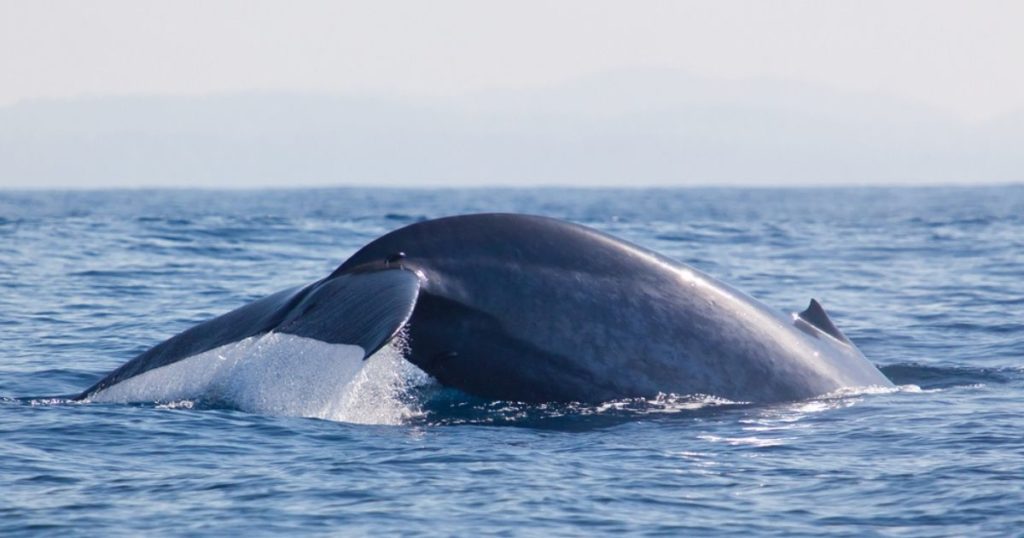 The Best Times to Visit Sr Lanka