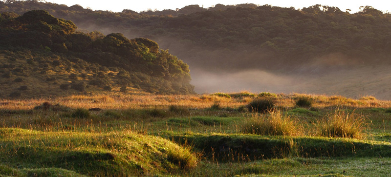 the srilankan safari