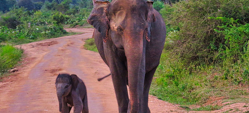 the srilankan safari