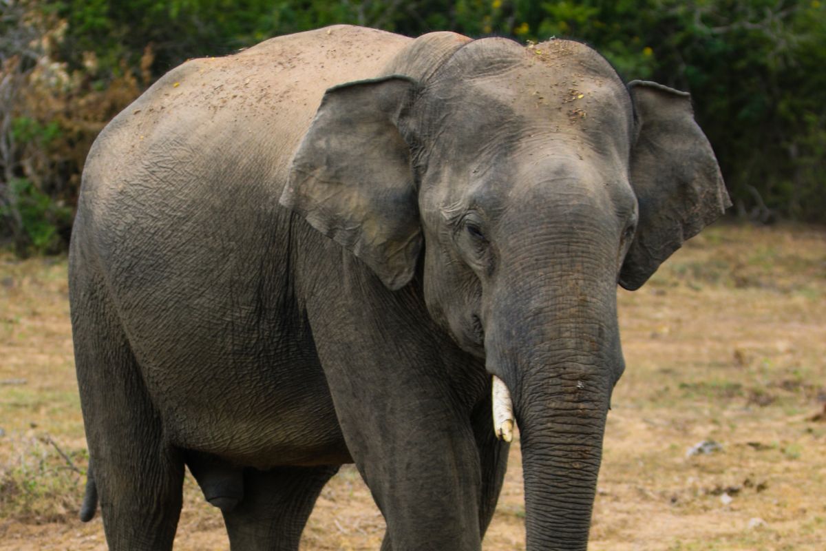 Sleep of Gentle Giants  