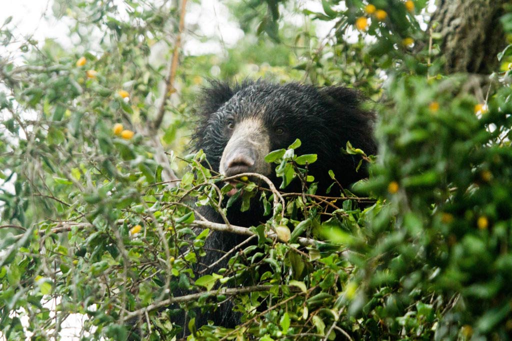 What-is-the-best-time-to-visit-Yala-1