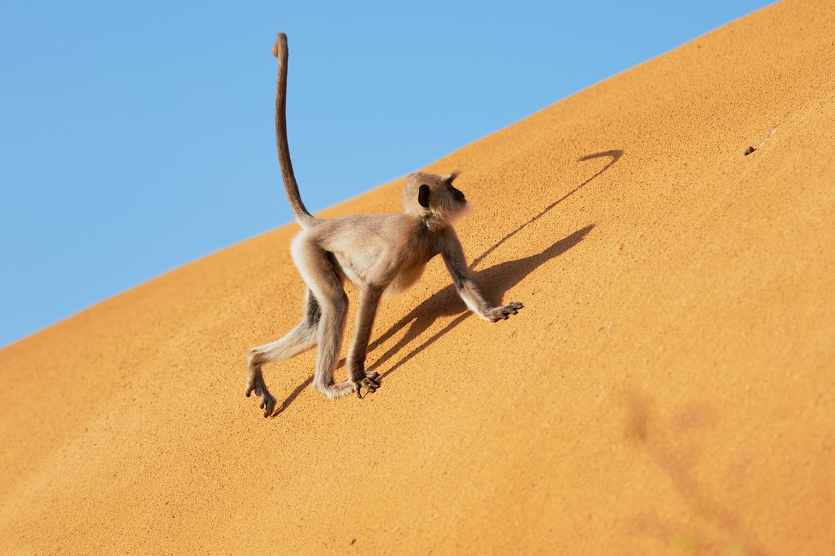 Discover Unique Wildlife