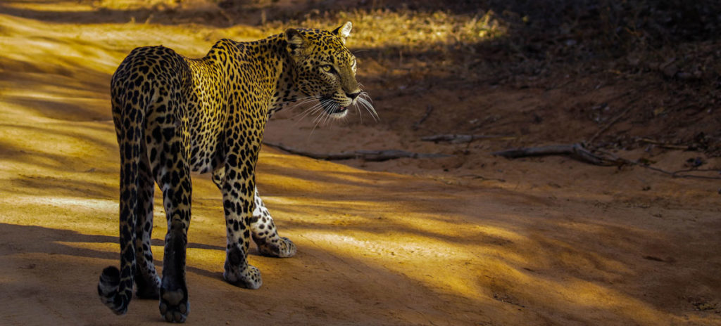 Yala’s Leopard Personalities